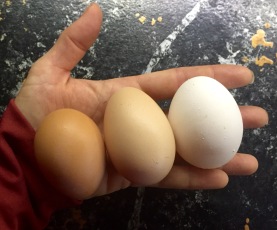 Cuckoo Marans egg on left, Buff Orpington (Puff's) egg center, and a white leghorns egg on the right.