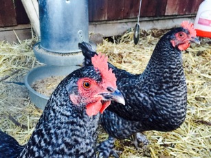 French "Cuckoo Marans" hens Lilliana and Lucia. These girls sport the cutest feathered feet and lay a darker brown egg.
