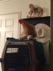 Puff is certainly a proud hen!